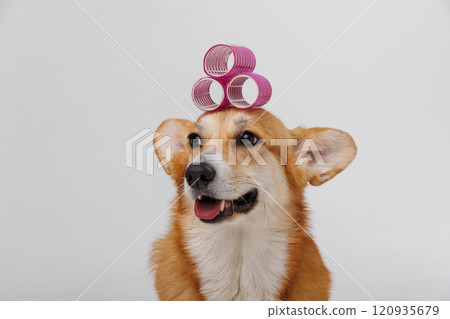 Adorable corgi dog with pink hair rollers, perfect for pet grooming, style, and beauty concepts Adorable corgi dog with pink hair rollers, perfect for pet grooming, style, and beauty concepts 120935679