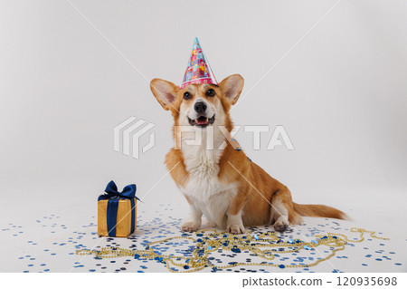Corgi dog sitting with a gift box and confetti, perfect for celebrations and holidays 120935698