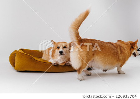 Two playful Corgi dogs interacting, one resting on a cozy dog bed, and the other moving away 120935704