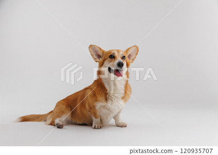 Adorable Corgi sitting on white background looking up with playful curiosity Adorable Corgi sitting on white background looking up with playful curiosity 120935707