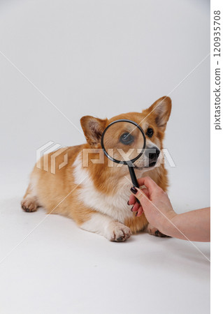 Curious corgi dog being examined with a magnifying glass for investigation and discovery Curious corgi dog being examined with a magnifying glass for investigation and discovery 120935708