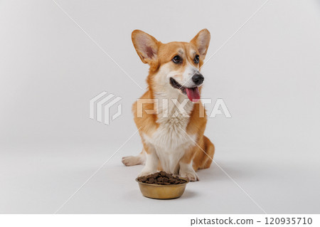 Corgi dog sitting calmly by bowl of kibble, symbolizing pet care, nutrition, and a healthy lifestyle Corgi dog sitting calmly by bowl of kibble, symbolizing pet care, nutrition, and a healthy lifestyle 120935710