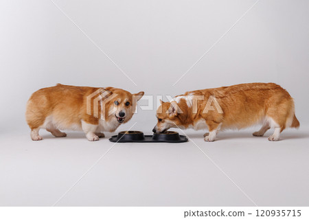 Two adorable corgis enjoying a meal together in a black double bowl, showcasing pet love and bonding Two adorable corgis enjoying a meal together in a black double bowl, showcasing pet love and bonding 120935715