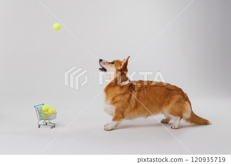 Corgi dog jumping to catch a tennis ball with shopping cart full of tennis balls 120935719
