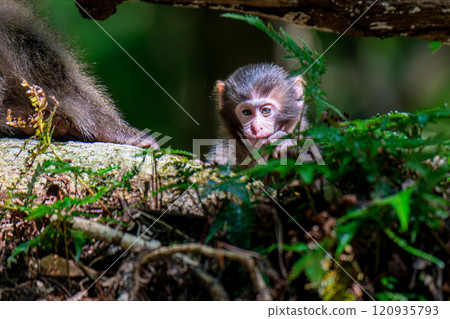 Yakuza monkey baby on alert World Natural Heritage site Yakushima (Summer) Yakuza monkey baby on alert World Natural Heritage site Yakushima (Summer) 120935793