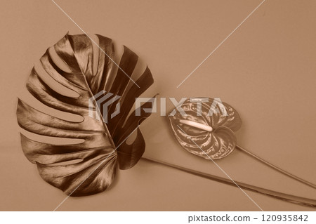 Monstera and anthurium leaves in earthy brown tones against a neutral background 120935842