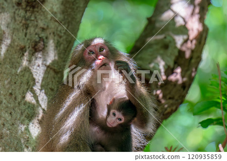 屋久島世界遺產（夏季） 120935859