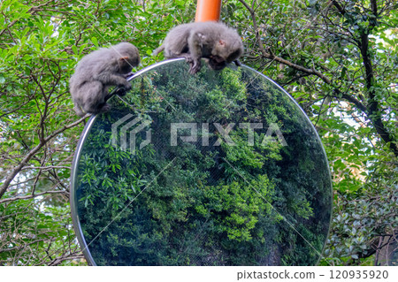 Yakushima World Natural Heritage Monkeys (June) Yakuza monkeys looking into a convex mirror 120935920