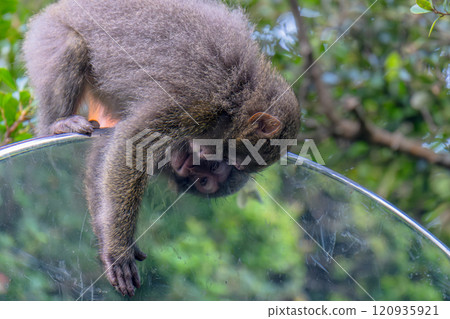 Yakushima World Natural Heritage Monkeys (June) Yakuza monkeys looking into a convex mirror 120935921