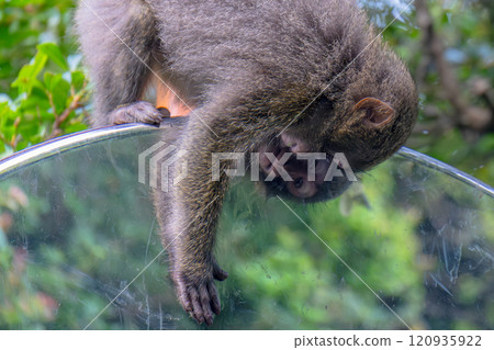 看著凸面鏡的黑幫猴子,世界自然遺產屋久島(夏季) 看著凸面鏡的黑幫猴子,世界自然遺產屋久島(夏季) 120935922