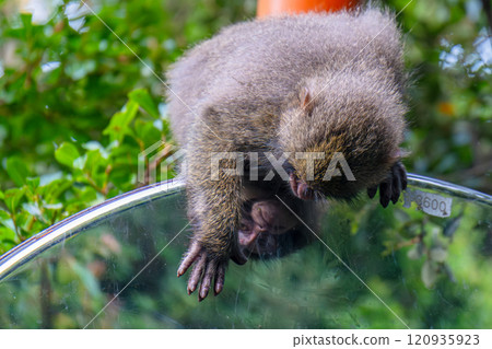 看著凸面鏡的黑幫猴子,世界自然遺產屋久島(夏季) 看著凸面鏡的黑幫猴子,世界自然遺產屋久島(夏季) 120935923