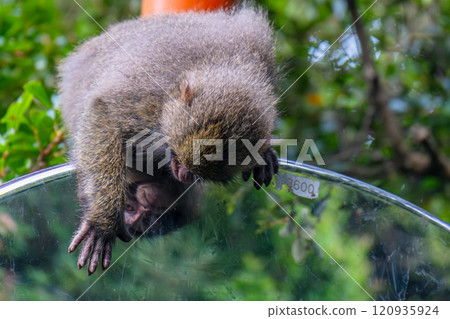 看著凸面鏡的黑幫猴子，世界自然遺產屋久島（夏季） 120935924