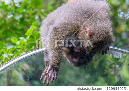 Yakuza monkeys looking into the convex mirror, World Natural Heritage site, Yakushima (Summer) 120935925