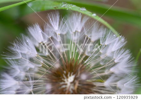 Dandelion seeds in the garden 120935929