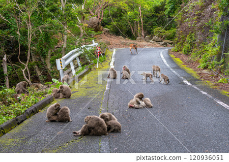 Yakushima World Natural Heritage Monkeys and Deer (June) Relaxing Yakushima Monkeys and Yakushima Deer 120936051