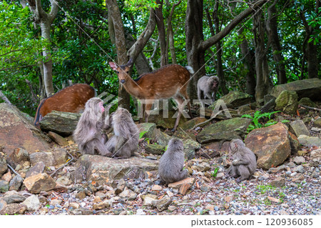 Yakushima World Heritage Site (Summer) 120936085