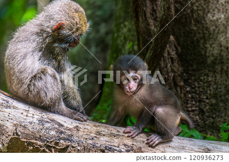 在世界自然遺產屋久島玩耍的Yakuzaru（夏季） 120936273