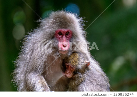 屋久島世界遺產(夏季) 屋久島世界遺產(夏季) 120936274