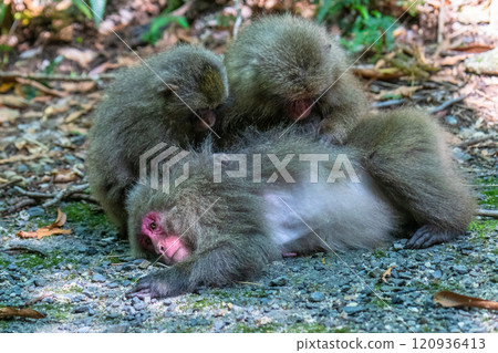 Yakuza monkey grooming World Natural Heritage Yakushima (Summer) 120936413
