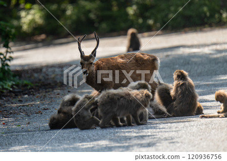 屋久島世界遺產（夏季） 120936756