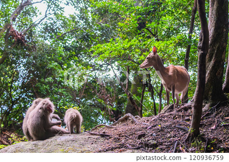 屋久島世界自然遺產鹿和猴子(6月) 屋久猴和屋久鹿放鬆 屋久島世界自然遺產鹿和猴子(6月) 屋久猴和屋久鹿放鬆 120936759
