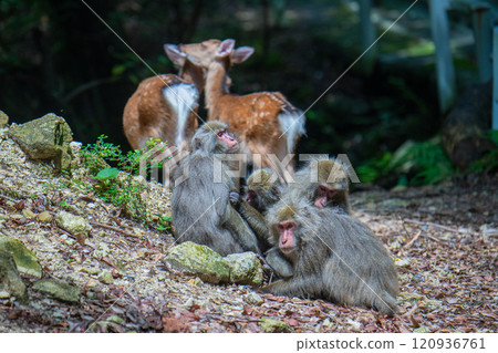 Yakushima World Natural Heritage Site Deer and Monkeys (June) Relaxing Yakushima Monkeys and Yakushima Deer 120936761