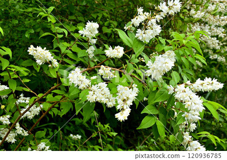 Deutzias at the Oishi Pass trailhead in the Misaka Mountains 120936785