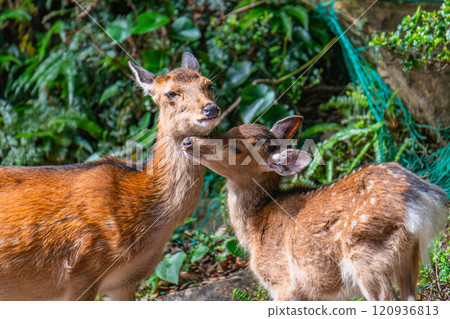 Yakushima World Natural Heritage Deer (June) A mother and child Yakushima deer caressing each other 120936813