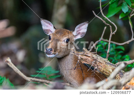 Yakushima World Natural Heritage Deer (June) A female Yakushima deer on guard 120936877