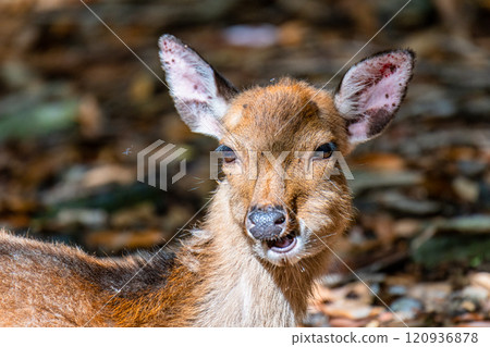 Female Yakushima deer foraging, World Natural Heritage Site, Yakushima (Summer) Female Yakushima deer foraging, World Natural Heritage Site, Yakushima (Summer) 120936878