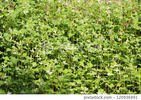Cluster of Houttuynia cordata flowers Cluster of Houttuynia cordata flowers 120936891