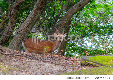 雄性屋久島鹿，警覺，世界自然遺產（夏季） 120936895