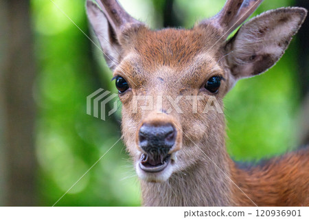 Yakushima World Heritage Site (Summer) 120936901