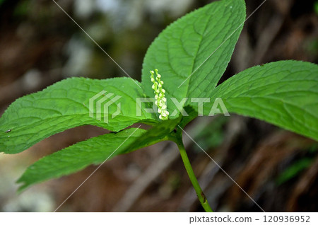Gold Digging Mountain in the Misaka Mountains, Futari Shizuka 120936952