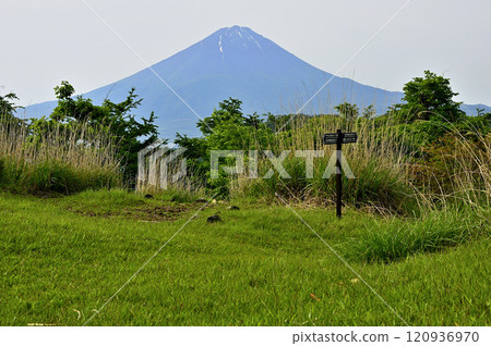 Misaka Mountains - View of Mt. Fuji in early summer from Oishi Pass on the grassland 120936970