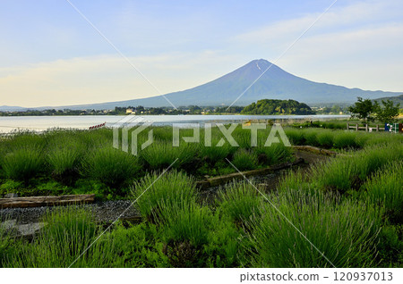 從山梨縣富士河口湖町大石公園眺望地膚和富士山 120937013