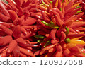 辣椒 燈籠椒 紅辣椒 120937058