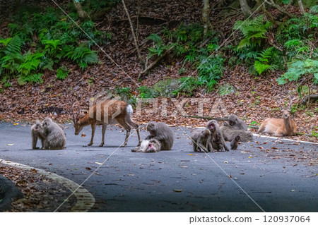 Yakushima World Heritage Site (Summer) 120937064
