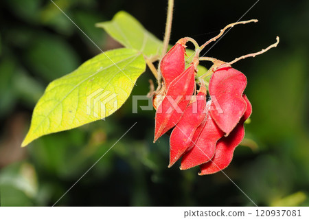 Cherry tomato beans Cherry tomato beans 120937081