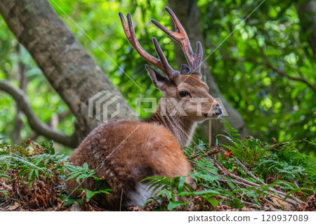 屋久島鹿悠閒世界自然遺產（夏季） 120937089