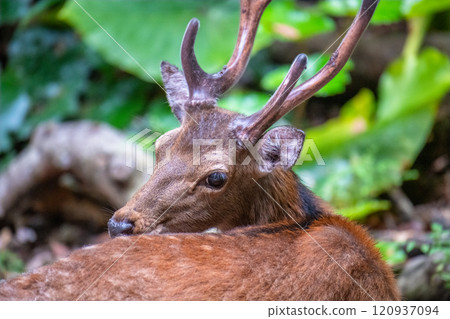 Yakushima Deer Relaxing World Natural Heritage Site (Summer) 120937094