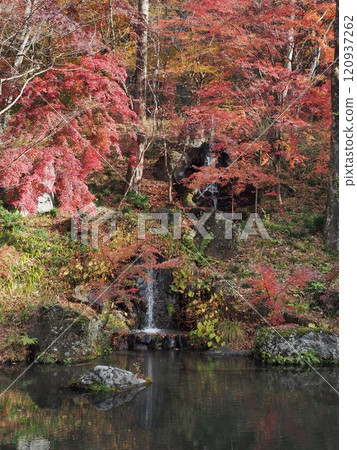 Japanese garden pond with autumn leaves Japanese garden pond with autumn leaves 120937262