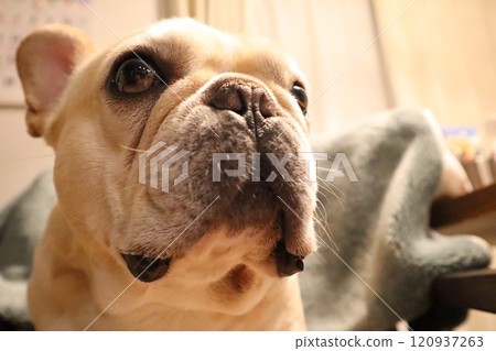 French bulldog 120937263