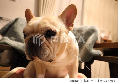 法國鬥牛犬 法國鬥牛犬 120937265