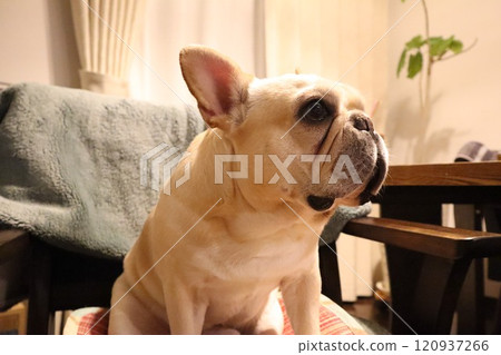 法國鬥牛犬 法國鬥牛犬 120937266