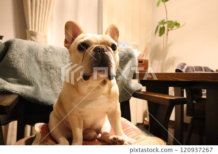 法國鬥牛犬 法國鬥牛犬 120937267