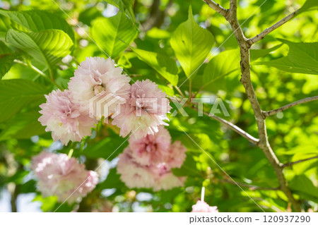 陽光燦爛的日子 菊櫻健諾人 120937290