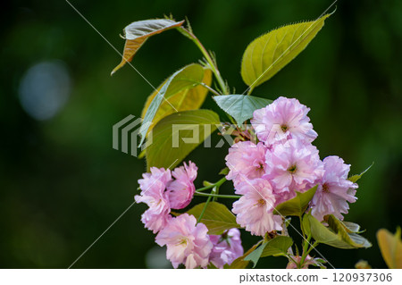 Ken Orito Kikuzakura in full bloom 120937306