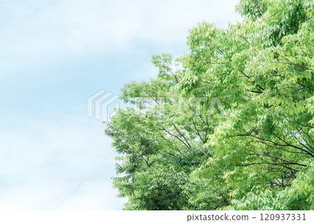 背景素材,森林,森林浴,森林,天空,綠色,新綠,風景 120937331