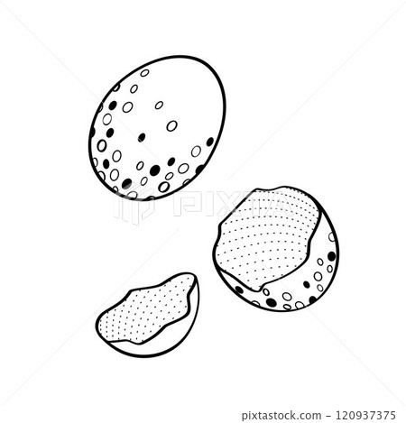 wild bird egg and shell of eggs wild bird egg and shell of eggs 120937375